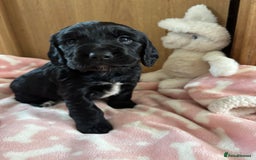 Cocker Spaniel dogs for sale: Working KC cocker spaniels  - Image 4