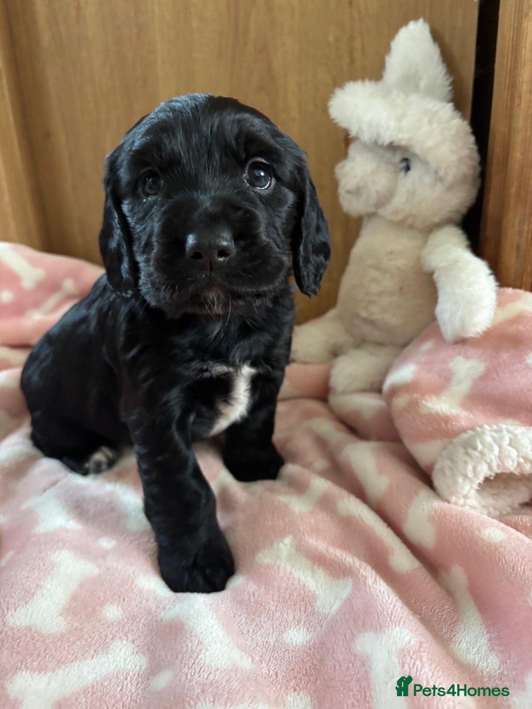Cocker Spaniel dogs for sale: Working KC cocker spaniels  - Image 4