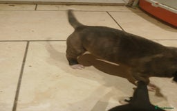 Staffordshire Bull Terrier dogs for sale: Staffordshire bull terrier 2x litters - Image 19