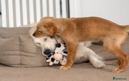 Golden Retriever dogs for stud: Fully health tested therapy dog  - Image 8