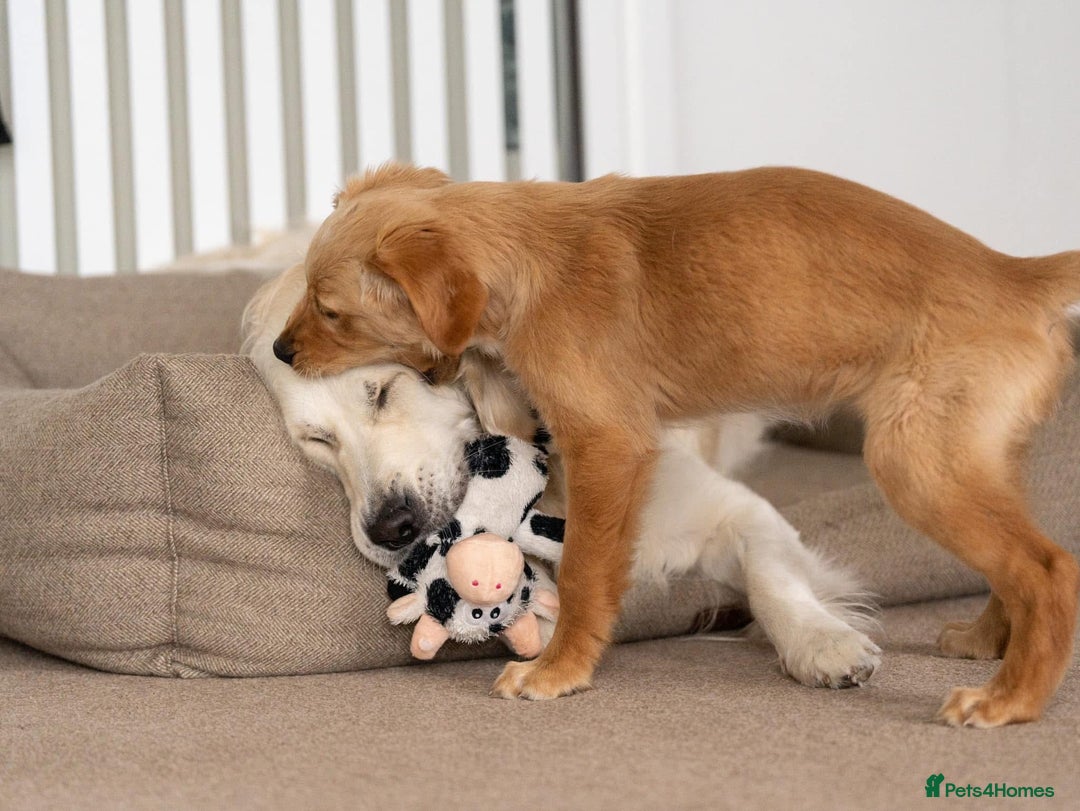 Golden Retriever dogs for stud: Fully health tested therapy dog  - Image 8