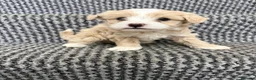 Maltipoo dogs for sale: 4 maltipoos - Advert 4