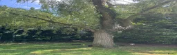 Cocker Spaniel dogs for sale: ❤️ 100% SHOWTYPE HEALTH TESTED COCKER SPANIEL ❤️ - Advert 5