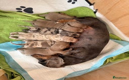 Dachshund dogs for sale: Litter of miniature dachshunds born 12/9/25 - Image 4