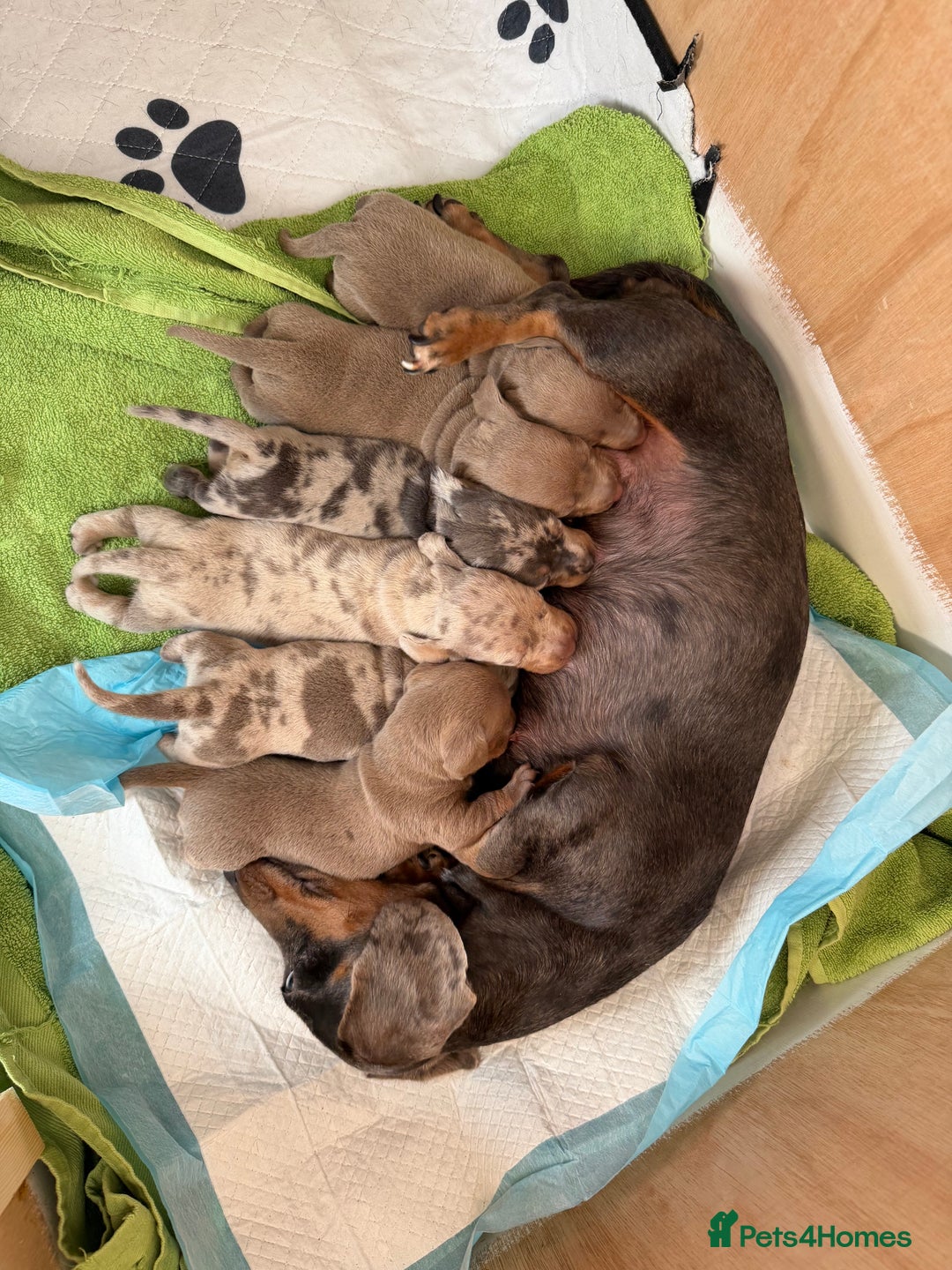 Dachshund dogs for sale: Litter of miniature dachshunds born 12/9/25 - Image 4