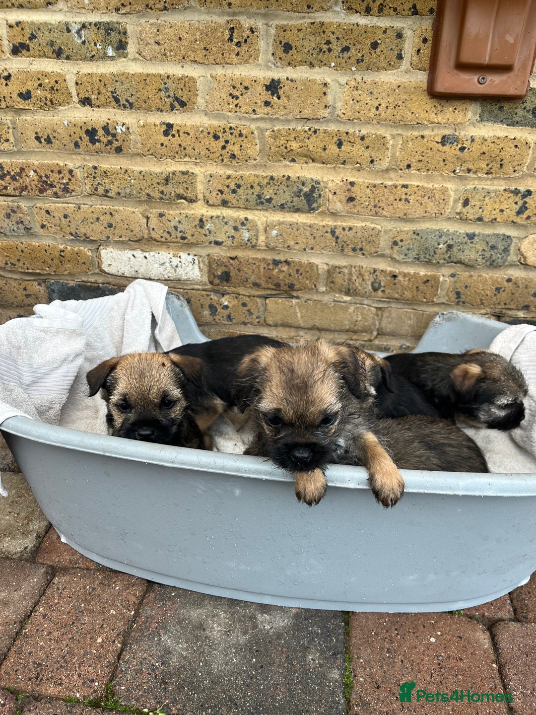 Border Terrier dogs for sale: Stunning border terries  - Advert 6