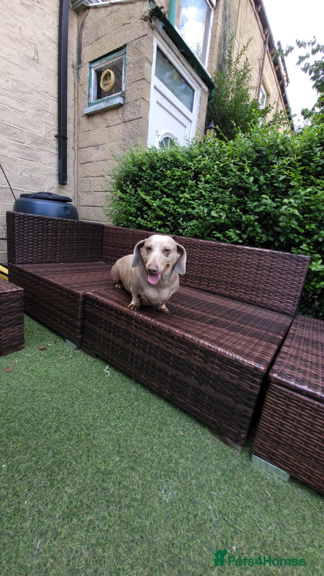 Dachshund dogs for sale: Lili  - Image 6