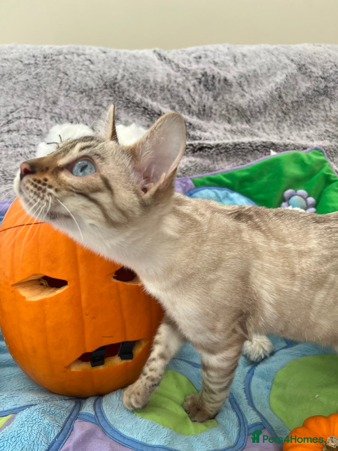 Bengal cats for sale: OUTSTANDING TICA reg BENGAL KITTENS - Image 26