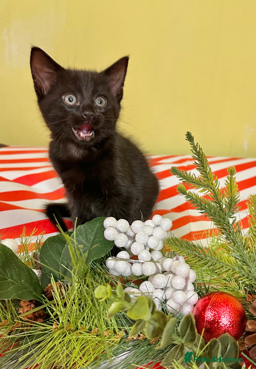 Mixed Breed cats for sale: Kittens from half Siamese mum - Advert 31