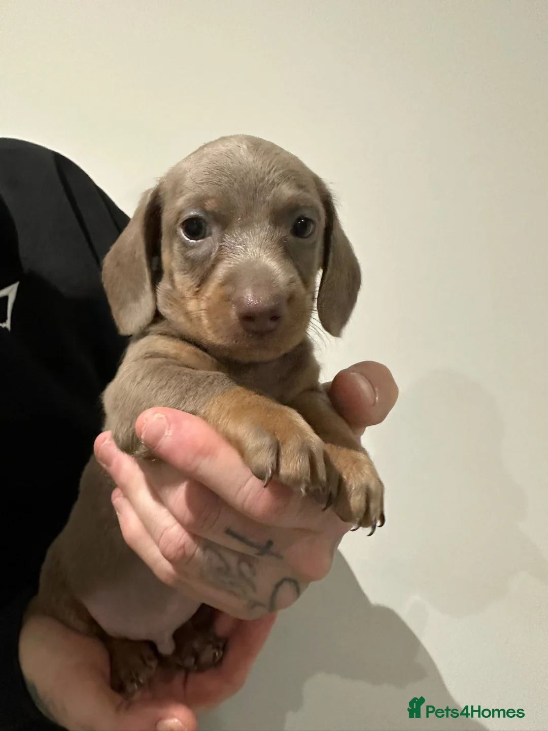 Miniature Dachshund dogs for sale: Mini dachshunds - Advert 4