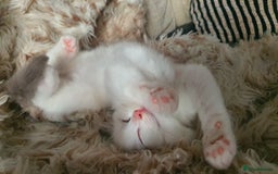 Ragdoll cats for sale: ✨🐾Ragdoll Kittens Ready for Their Loving Homes🐾✨ - Advert 6
