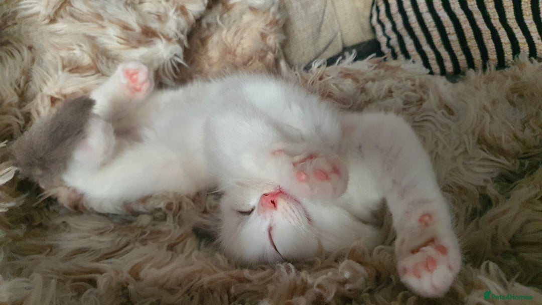 Ragdoll cats for sale: ✨🐾Ragdoll Kittens Ready for Their Loving Homes🐾✨ - Advert 6