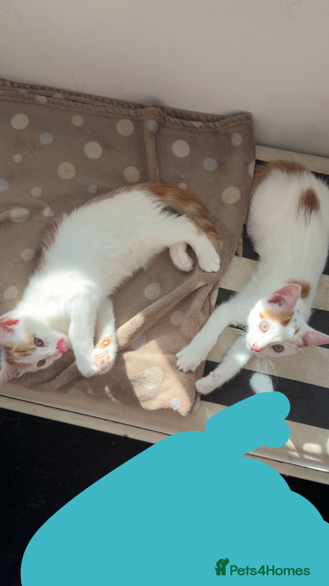 Mixed Breed cats 2 handsome kittens - Advert 9