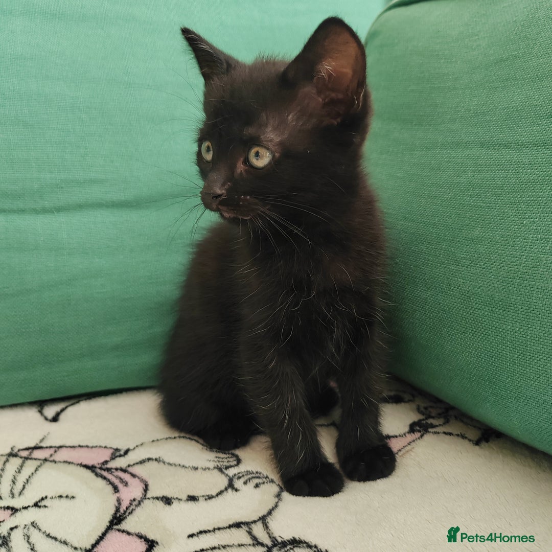 Mixed Breed cats for sale: One black boy ready to go - Image 7