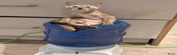 Bengal cats for sale: 🐆✨ TICA-Registered Bengals 🐆✨ - Advert 24
