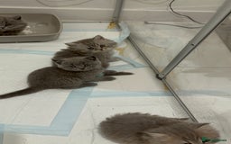 British Shorthair cats for sale: Blue British Shorthair GCCF - Image 11