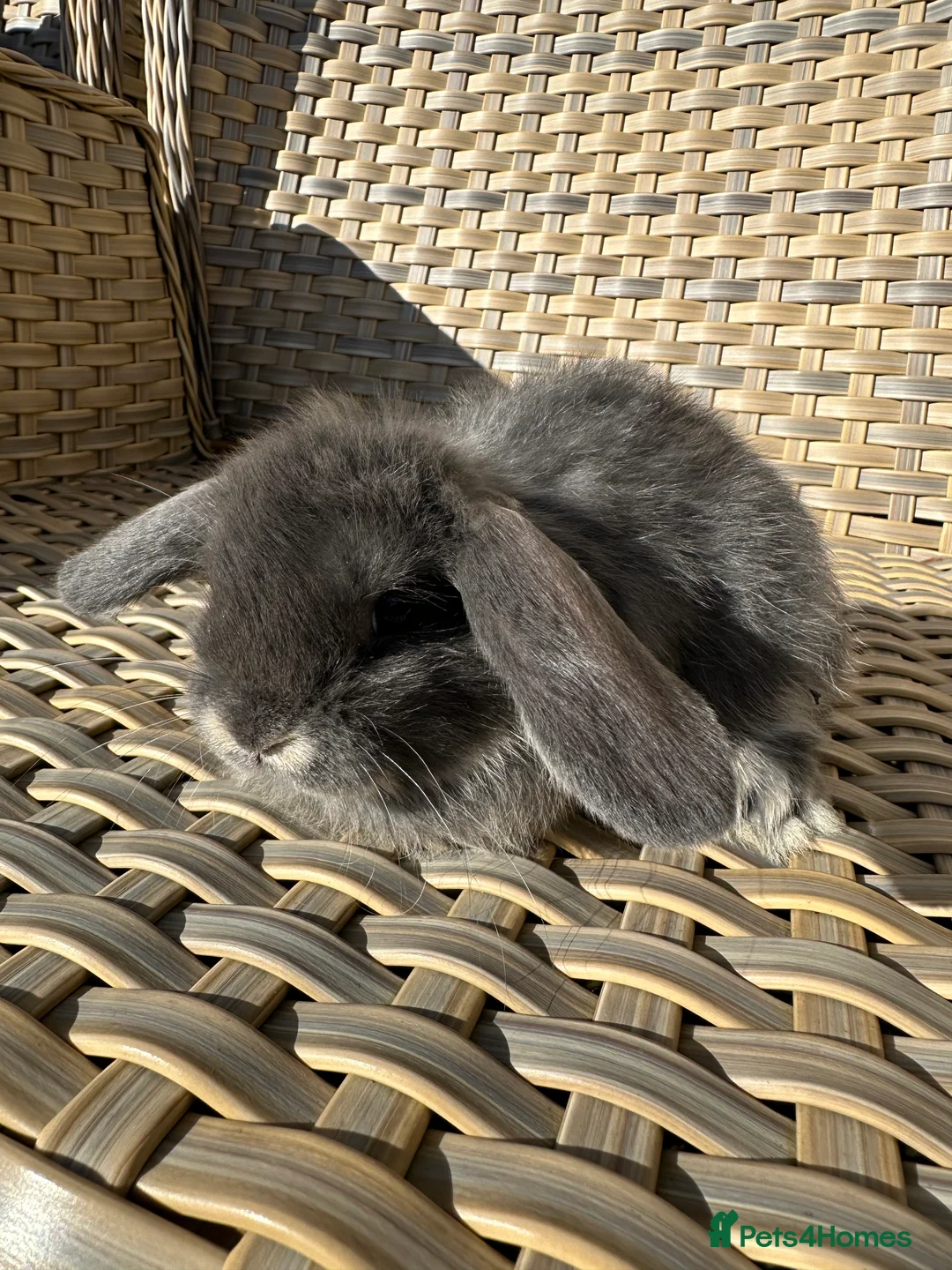 Mini Lop rabbits for sale: 4 handsome male mini lop baby brothers. - Advert 8