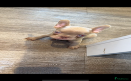 French Bulldog dogs for sale: ‼️ READY TO LEAVE NOW -3 French bulldog pups left! in Ripley - Image 15