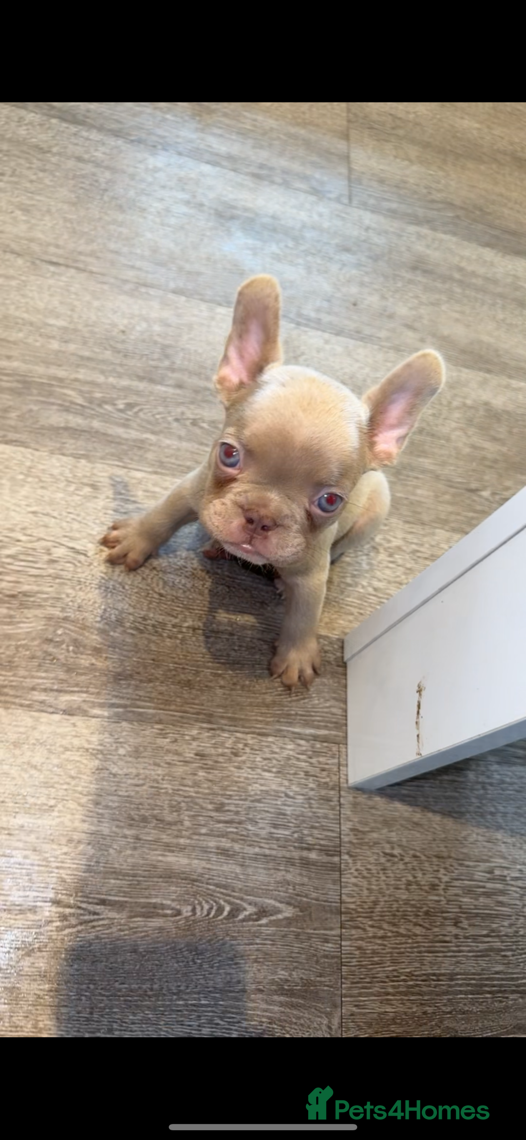 French Bulldog dogs for sale: ‼️ READY TO LEAVE NOW -3 French bulldog pups left! in Ripley - Image 15