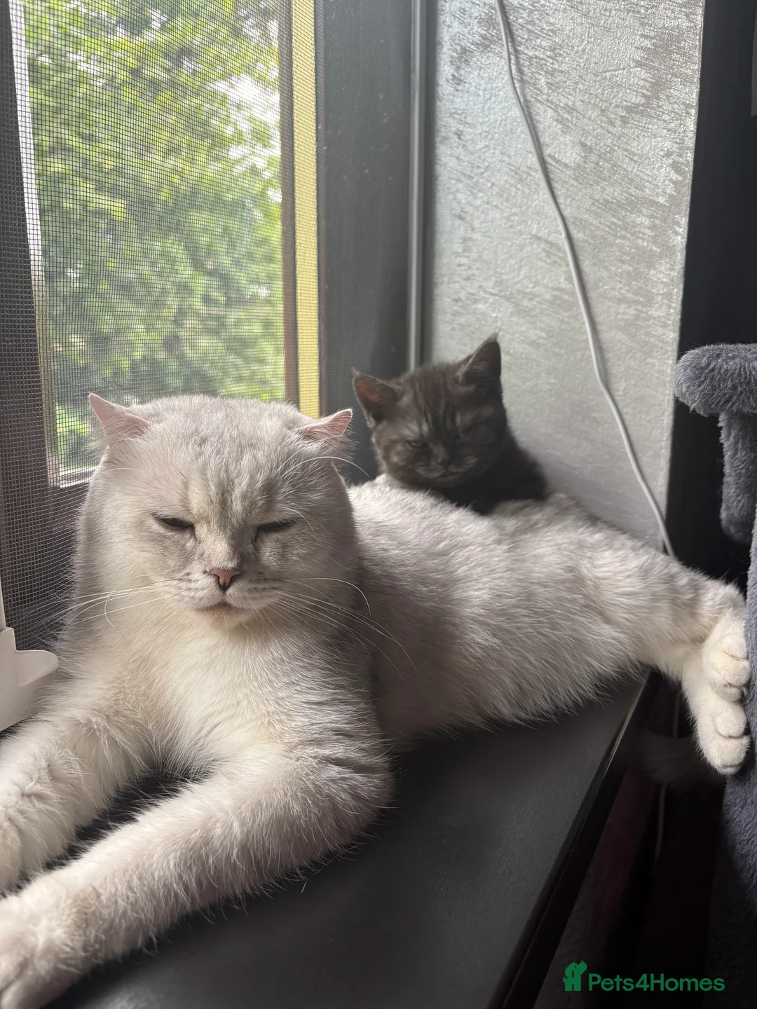 Scottish Fold cats for sale: 🐾4 Beautiful Scottish Fold Kittens🐾 - Advert 2