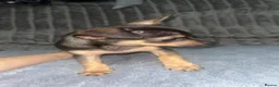 Chihuahua dogs for sale: Beautiful chihuahua puppies looking for a home in Lyndhurst - Advert 13