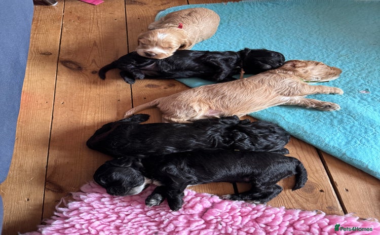 Cockapoo dogs - Advert 4