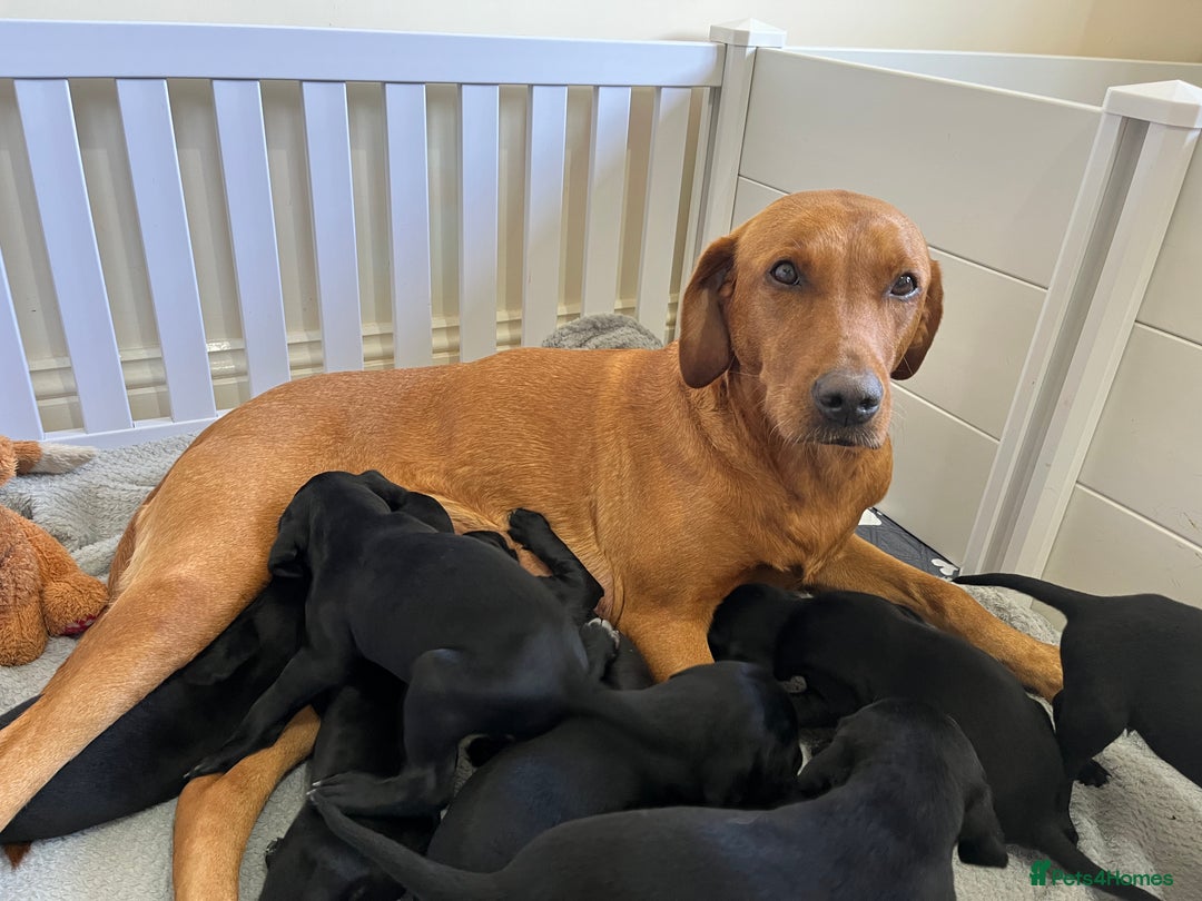 Mixed Breed dogs for sale: Labrador x French Pointer puppies - Image 8