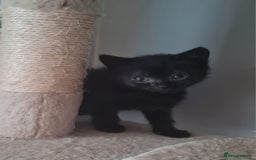 Brazilian Shorthair cats for sale: British shorthair Cross kittens - Image 3