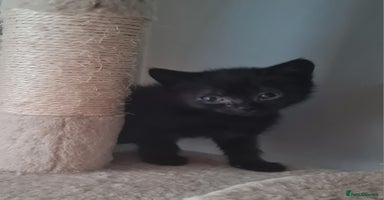 Brazilian Shorthair cats - Advert 10