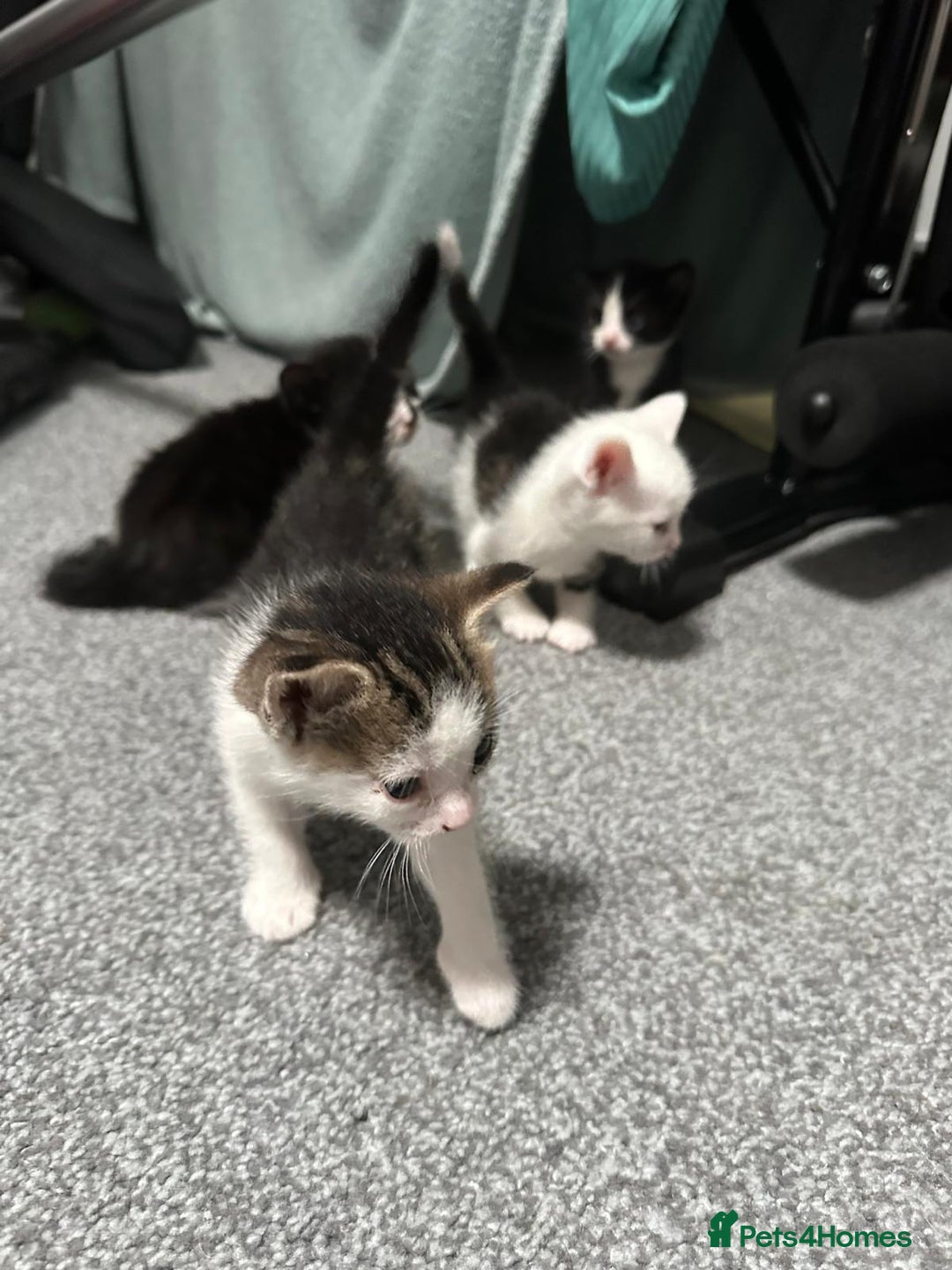 Domestic Shorthair cats for sale: beautiful tabby and black and white kittens - Image 16