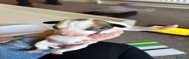 Mixed Breed Puppy 3