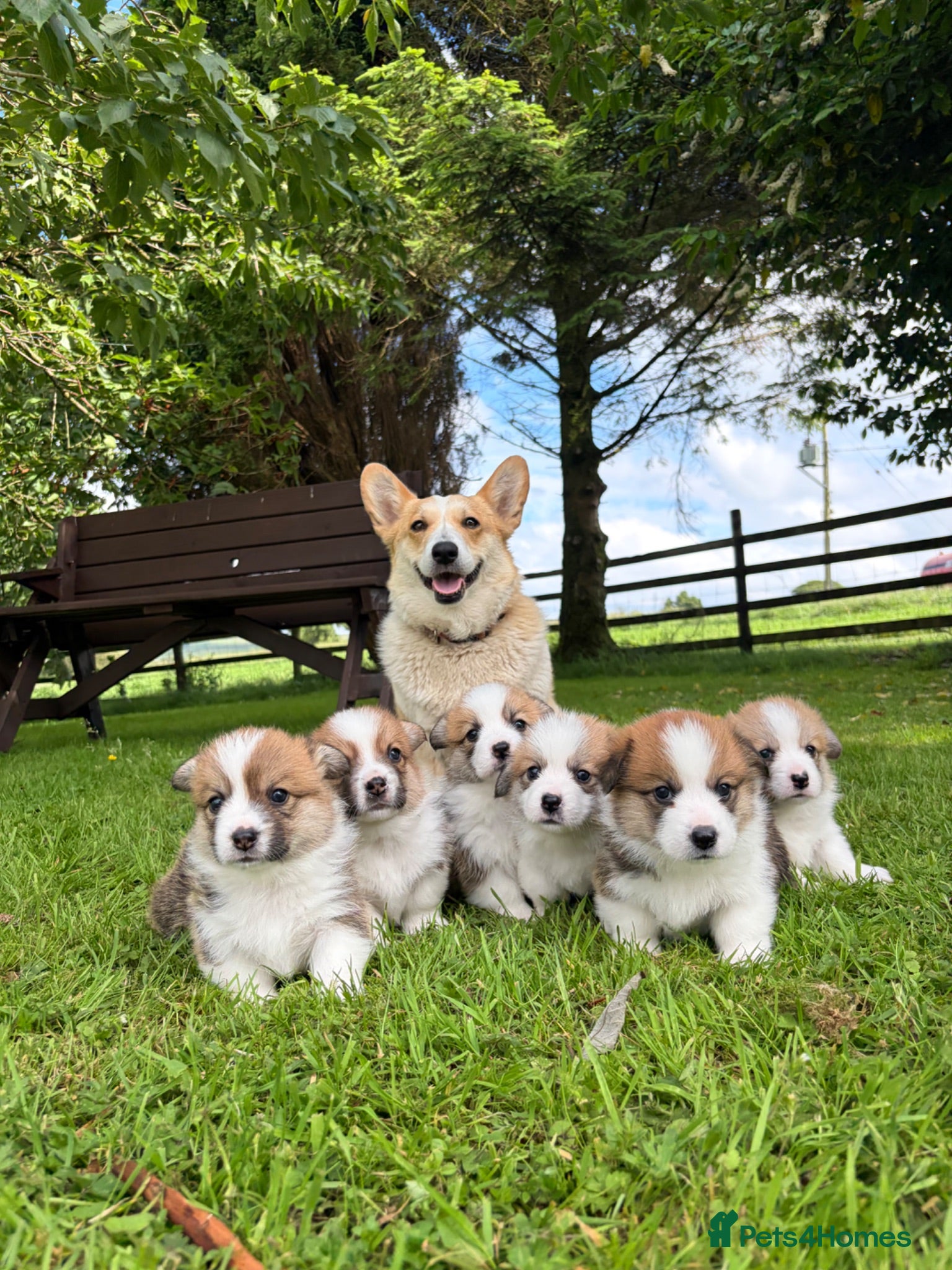 Welsh Corgi Pembroke dogs  Pembrokeshire Corgi Puppies for sale!🏡 - Advert 3
