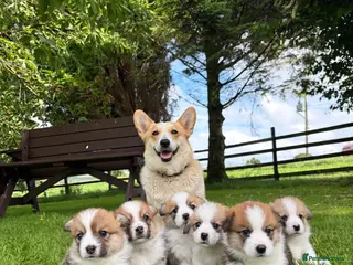 Welsh Corgi Pembroke dogs Pembrokeshire Corgi Puppies for sale!🏡 - Advert 3