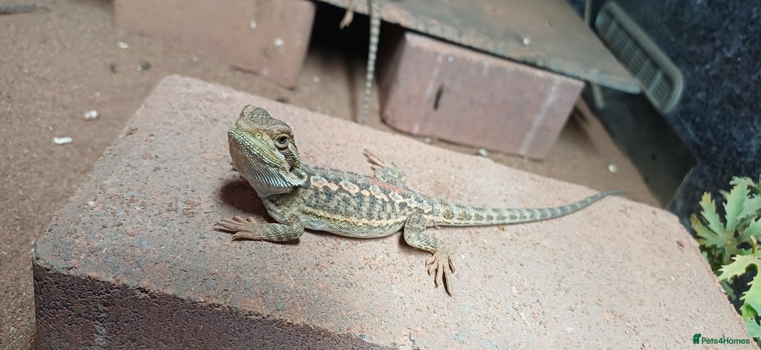 Bearded Dragon reptiles for sale: Baby bearded dragons  - Image 5