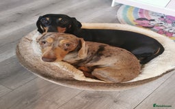 Miniature Dachshund dogs for stud: Miniature chocolate dapple mink dachshund stud dog - Image 14