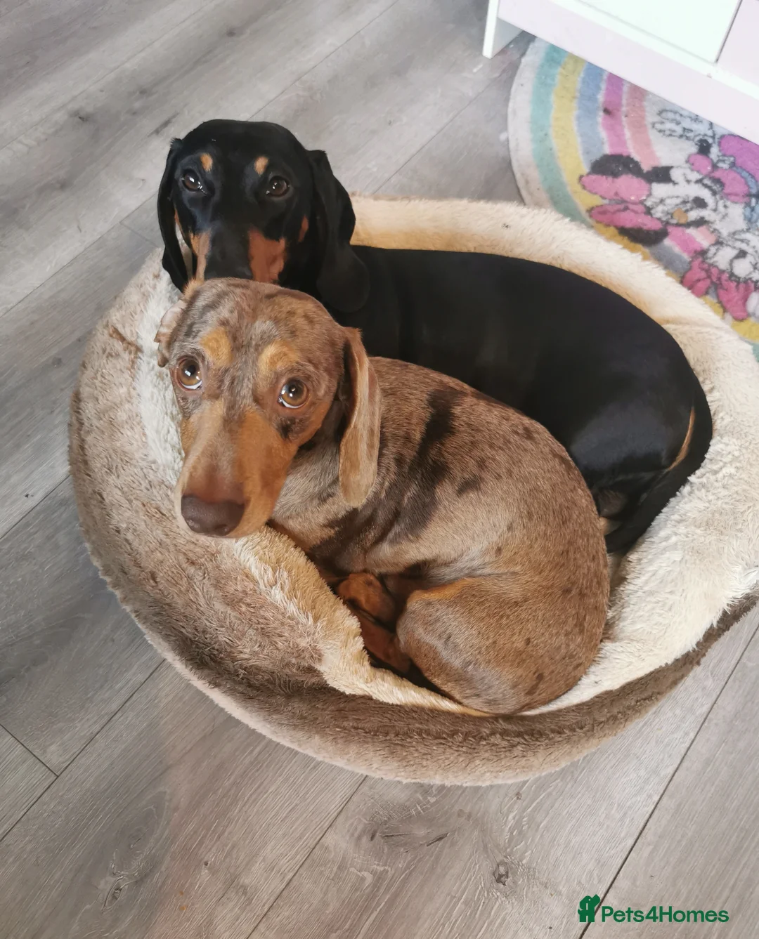 Miniature Dachshund dogs for stud: Miniature chocolate dapple mink dachshund stud dog - Advert 16