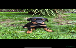 Dobermann dogs for sale: Pregnancy Confirmed - European Doberman Puppies - Image 6