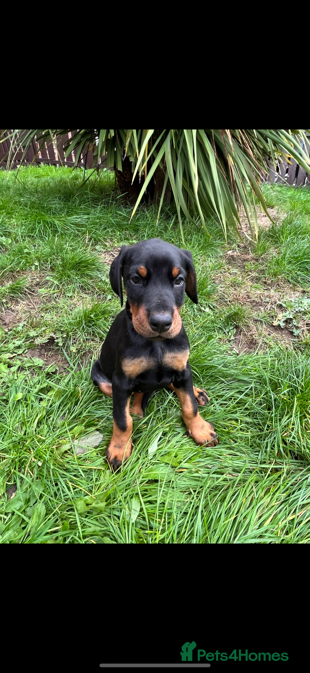 Dobermann dogs for sale: Pregnancy Confirmed - European Doberman Puppies - Image 6