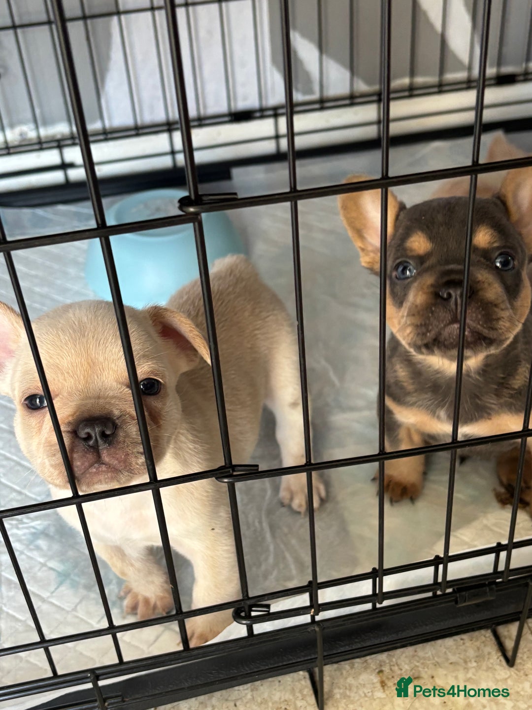 French Bulldog dogs for sale: White French bulldogs puppies  - Image 6