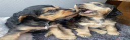 Cocker Spaniel dogs for sale: Lovely show Cocker spaniel puppies 🐶  - Advert 11