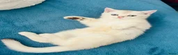 Scottish Fold cats for sale:  Kittens Ready for Their Forever Homes - Advert 12