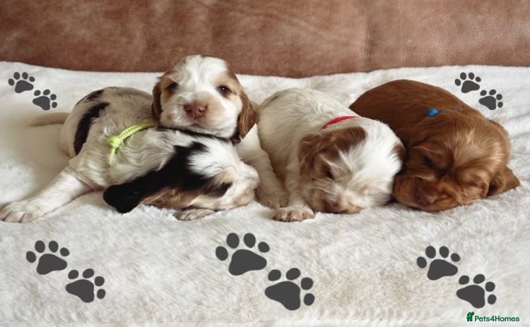 Cocker Spaniel dogs - Advert 15