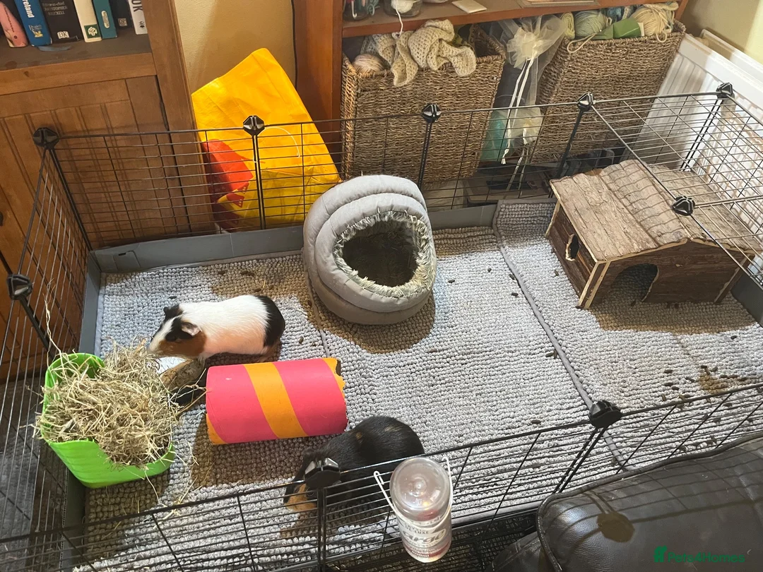 Guinea Pig rodents for sale: Two male Guinea pigs for rehoming in Exeter - Advert 3