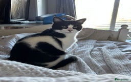 Arabian Mau cats for sale: Zayn & Rafa - Rescue Arabian Maus - Image 8