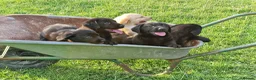 Labrador Retriever dogs for sale: 5 beautiful labrador pups looking forever homes  - Advert 18