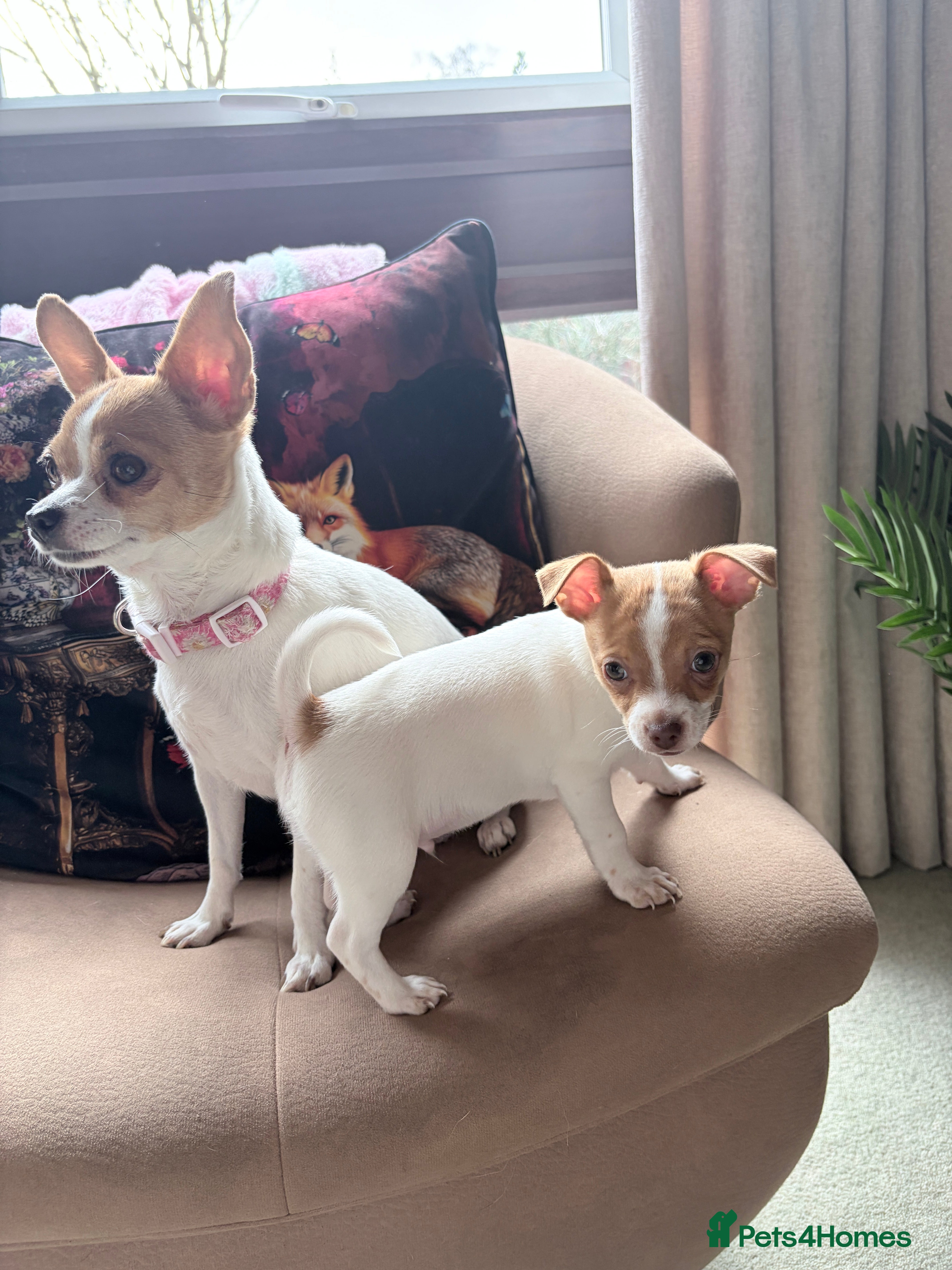 Mixed Breed dogs Chi-Jack-Weenie puppies - Advert 1