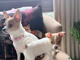 Mixed Breed dogs Chi-Jack-Weenie puppies - Advert 1