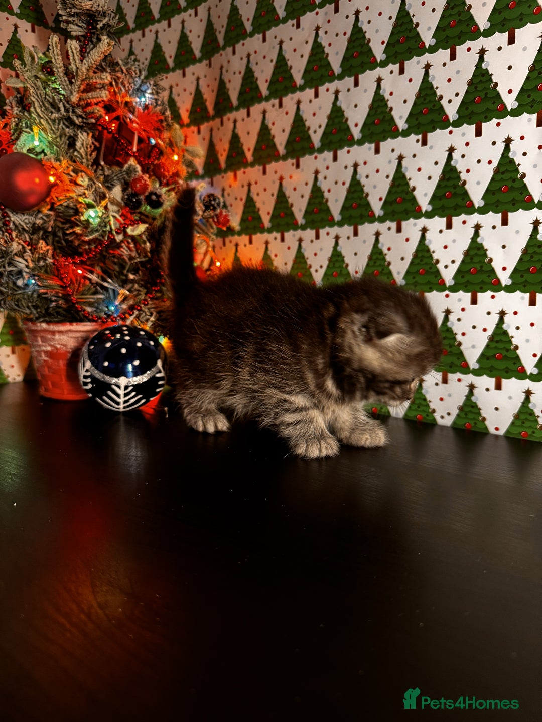 Scottish Fold cats for sale: 4 Beautiful Scottish Fold Kittens - Advert 13