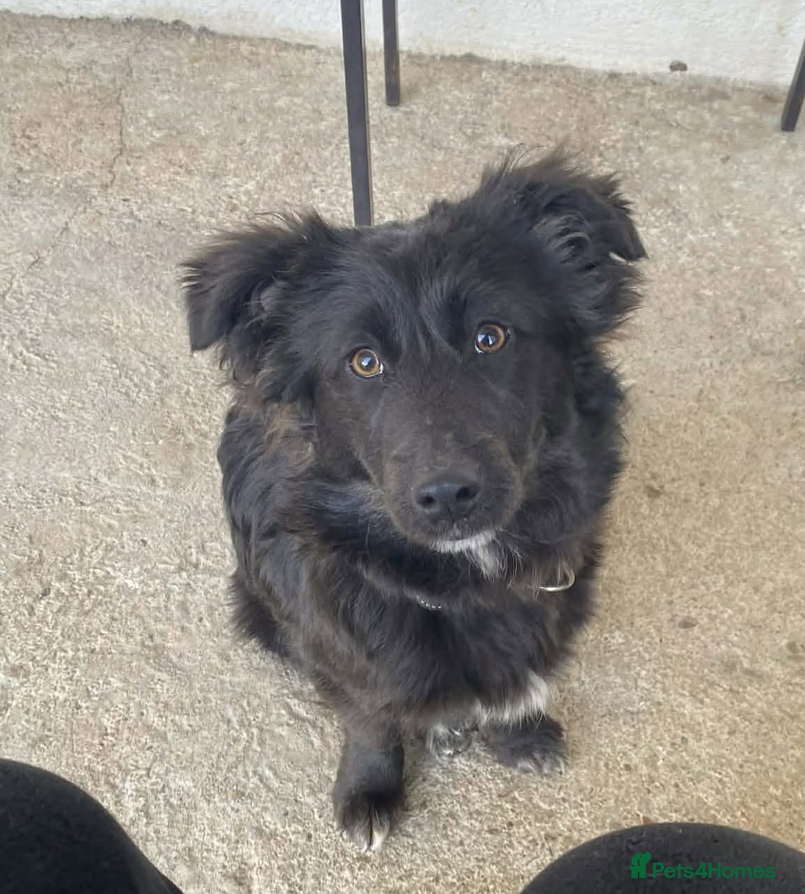 Mixed Breed dogs URGENT home needed for Ezo - Advert 2