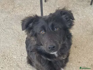 Mixed Breed dogs URGENT home needed for Ezo - Advert 3